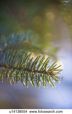 Picture - Pine tree branch. Fotosearch