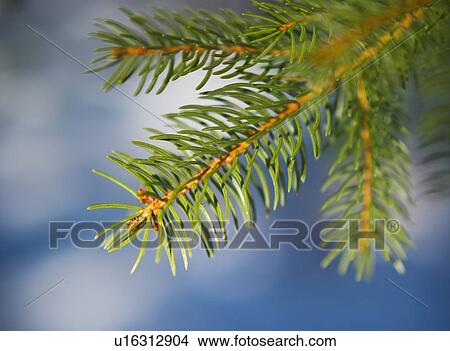 Picture - Pine tree branch. Fotosearch