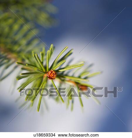 Picture - Pine tree branch. Fotosearch