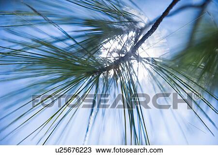 Stock Image - Pine tree branch. Fotosearch