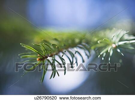 Pine tree branch View Large Photo Image Stock Image - Pine tree branch. Fotosearch
