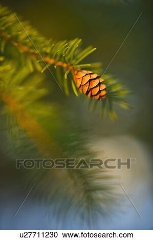 Stock Image - Pine tree branch. Fotosearch