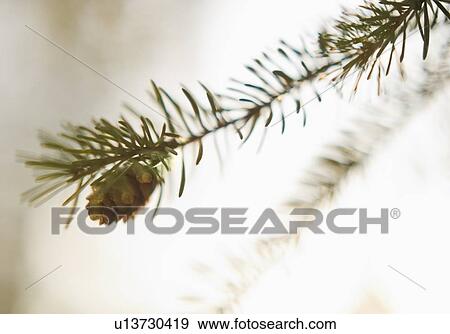 Stock Photo - Pine tree branch. Fotosearch