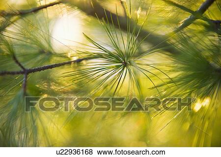 Stock Photo - Pine tree branch. Fotosearch