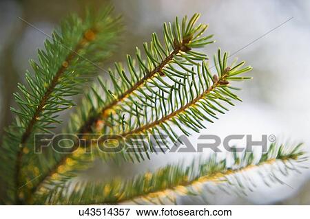 Stock Photo - Pine tree branch. Fotosearch