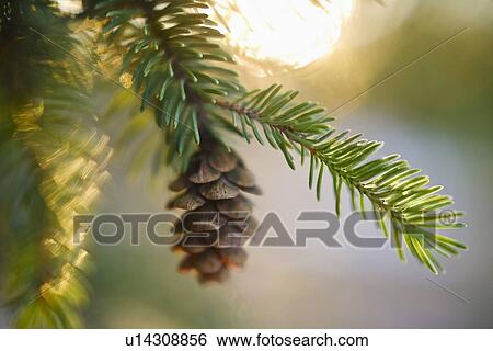 Stock Photograph - Pine tree branch. Fotosearch