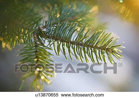 Pine tree branch View Large Photo Image Stock Photography - Pine tree branch. Fotosearch