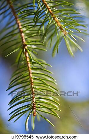 Pine tree branch View Large Photo Image Stock Photography - Pine tree branch. Fotosearch