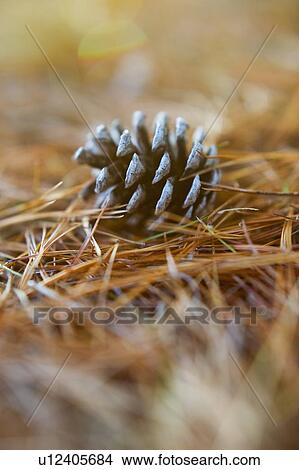 Pinecone View Large Photo Image Picture - Pinecone. Fotosearch