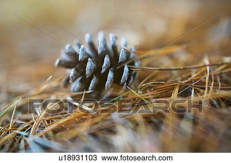 Stock Image - Pinecone. Fotosearch