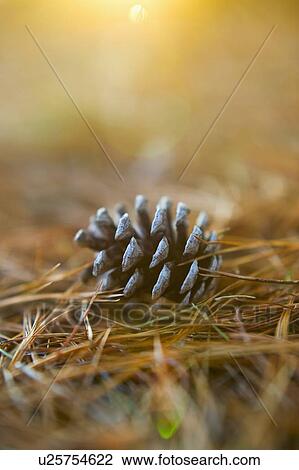 Stock Image - Pinecone. Fotosearch