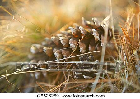 Pinecones View Large Photo Image Stock Photo - Pinecones. Fotosearch