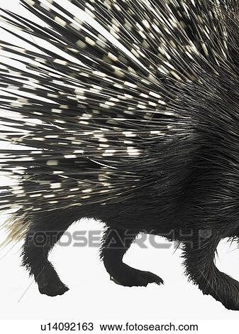Stock Image - Porcupine quills. Fotosearch