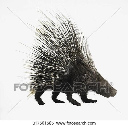 Stock Photography - Porcupine. Fotosearch