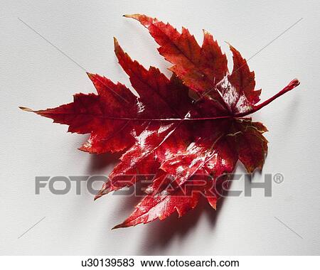 Stock Image - Red maple leaf. Fotosearch