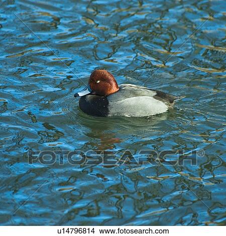 Redhead duck View Large Photo Image Picture - Redhead duck. Fotosearch
