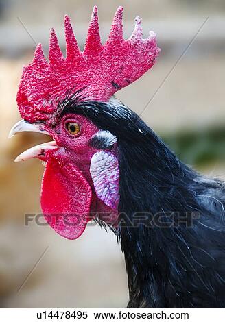 Rooster View Large Photo Image Stock Photography - Rooster. Fotosearch