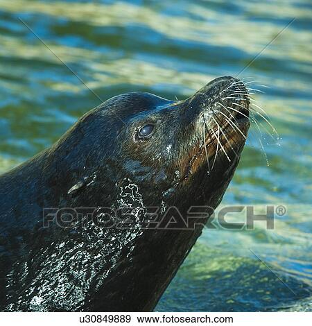 Stock Photo - Sea lion. Fotosearch