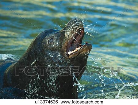 Stock Photograph - Sea lion. Fotosearch