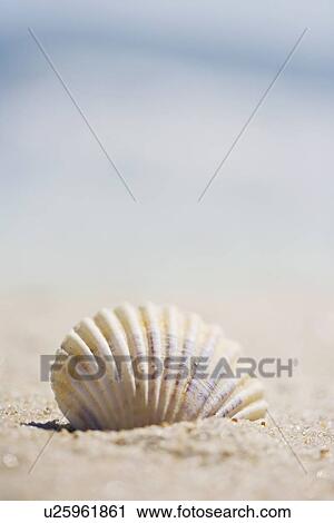 Stock Image - Sea shell. Fotosearch