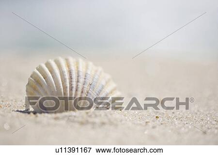 Sea shell View Large Photo Image Stock Photo - Sea shell. Fotosearch