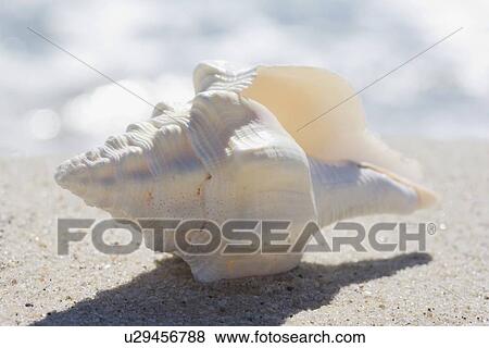 Sea shell View Large Photo Image Stock Photo - Sea shell. Fotosearch