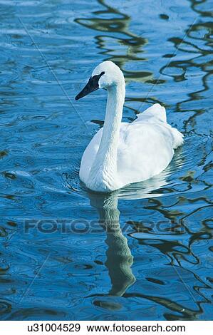 Stock Photo - Swan. Fotosearch