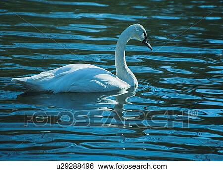 Stock Photograph - Swan. Fotosearch