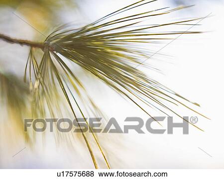 Stock Photo - Tree branch. Fotosearch