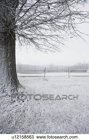 Tree in winter View Large Photo Image Stock Image - Tree in winter. Fotosearch