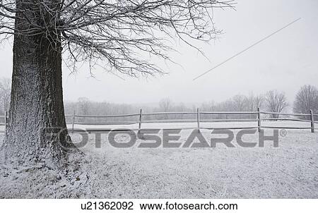 Stock Image - Tree in winter. Fotosearch