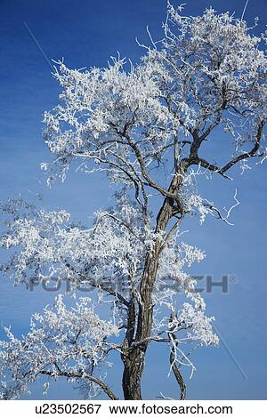 Tree in winter View Large Photo Image Stock Photo - Tree in winter. Fotosearch