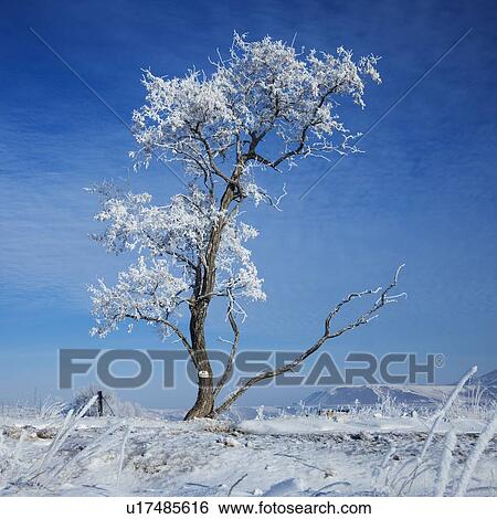 Tree in winter View Large Photo Image Stock Photograph - Tree in winter. Fotosearch