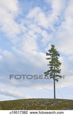 Stock Image - Tree on hill. Fotosearch