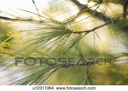 Picture - Tree. Fotosearch