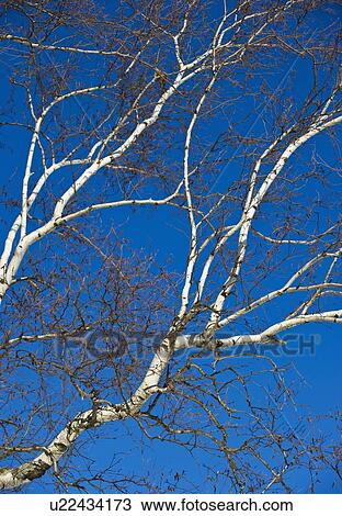 Tree View Large Photo Image Stock Image - Tree. Fotosearch
