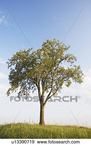 Tree View Large Photo Image Stock Photo - Tree. Fotosearch