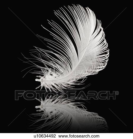 Stock Image - White feather. Fotosearch