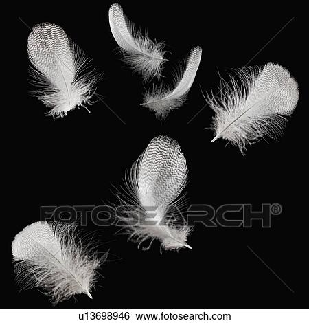 White feathers View Large Photo Image Stock Photograph - White feathers. Fotosearch