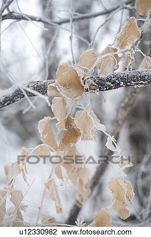 Winnipeg, Manitoba, Canada View Large Photo Image Stock Image - Winnipeg, Manitoba, Canada. Fotosearch