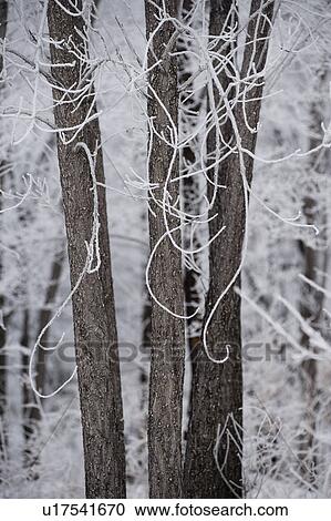 Winnipeg, Manitoba, Canada View Large Photo Image Stock Image - Winnipeg, Manitoba, Canada. Fotosearch