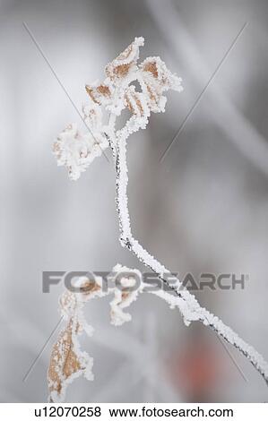 Stock Photo - Winnipeg, Manitoba, Canada. Fotosearch