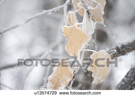 Stock Photo - Winnipeg, Manitoba, Canada. Fotosearch