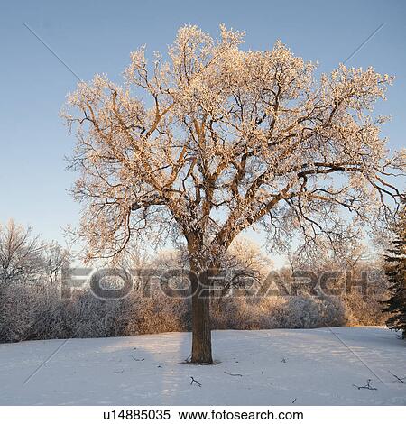 Winnipeg, Manitoba, Canada View Large Photo Image Stock Photography - Winnipeg, Manitoba, Canada. Fotosearch