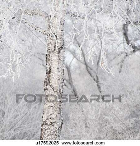 Winnipeg, Manitoba, Canada View Large Photo Image Stock Photography - Winnipeg, Manitoba, Canada. Fotosearch