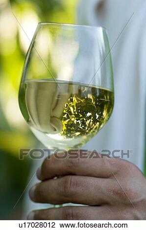 Stock Image - Hand of young man holding a glass of white wine with grapes reflected. Fotosearch