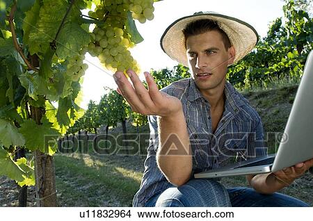 Picture - Young man in vineyard holding laptop. Fotosearch