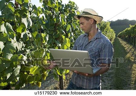 Stock Image - Young man in vineyard holding laptop. Fotosearch