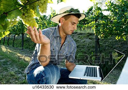 Young man in vineyard holding laptop View Large Photo Image Stock Image - Young man in vineyard holding laptop. Fotosearch