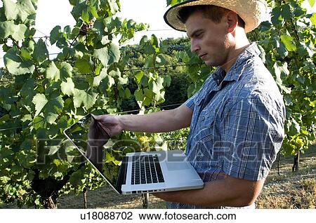 Stock Image - Young man in vineyard holding laptop. Fotosearch